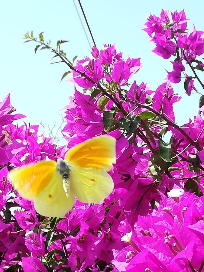 פיניקונטה Lemon Tree Cottage מראה חיצוני תמונה