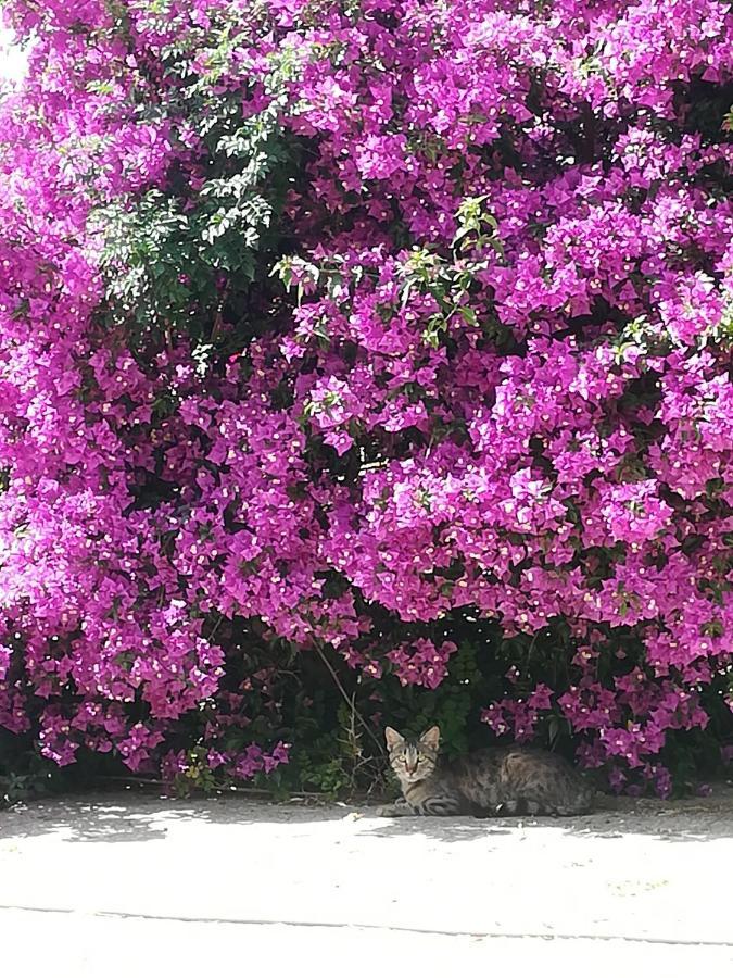 פיניקונטה Lemon Tree Cottage מראה חיצוני תמונה