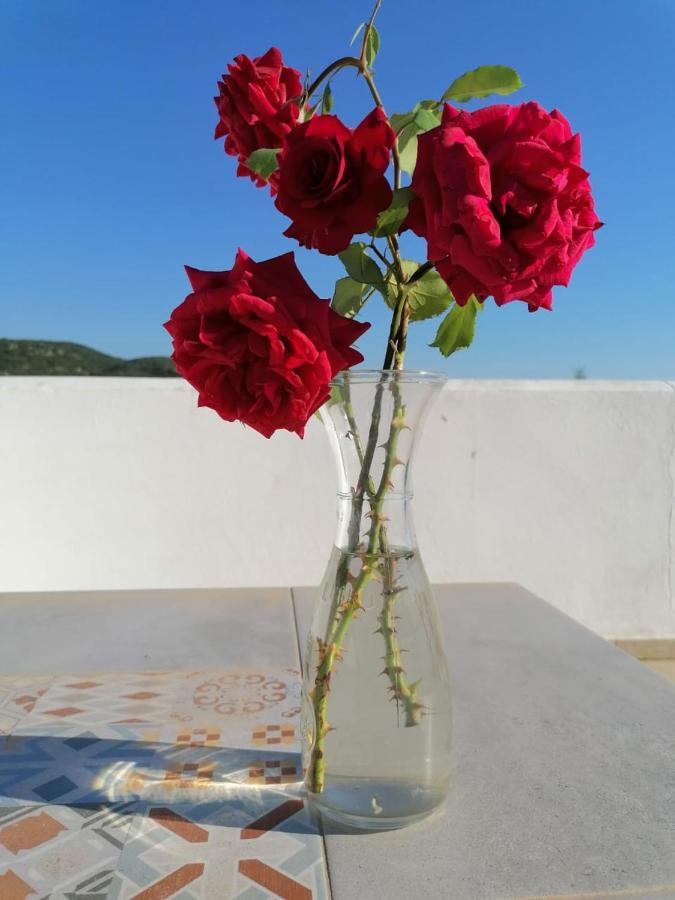 פיניקונטה Lemon Tree Cottage מראה חיצוני תמונה