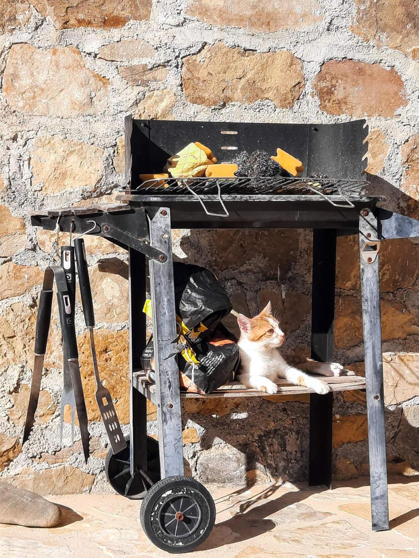 פיניקונטה Lemon Tree Cottage מראה חיצוני תמונה
